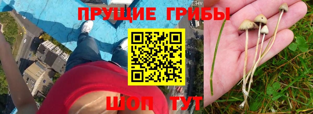 Галлюциногенные грибы Psilocybine cubensis  Вход с VPN  Псилоцибиновые грибы Psilocybine cubensis  сколько стоит  Сатка 